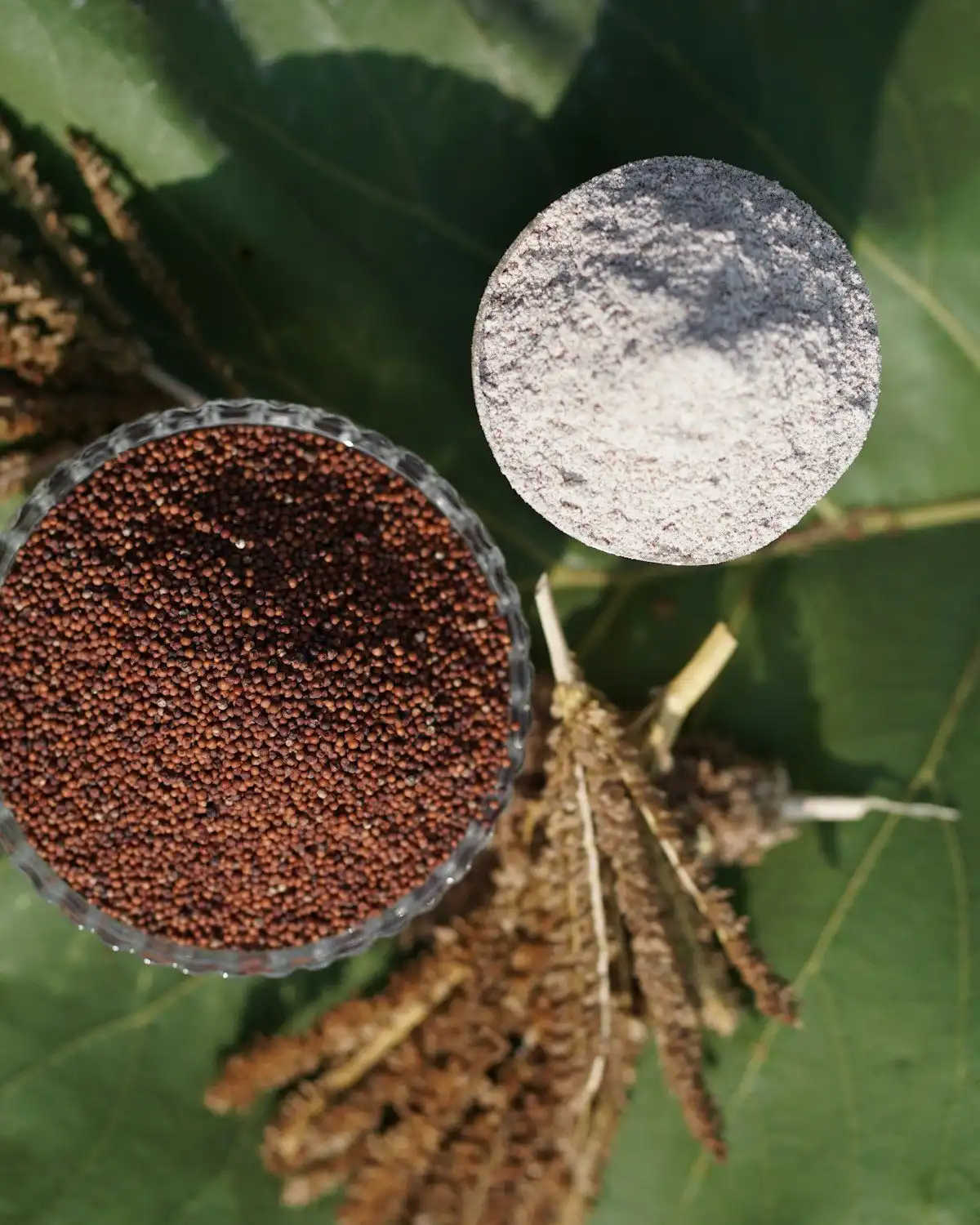 Foxtail Millet (Kangni)